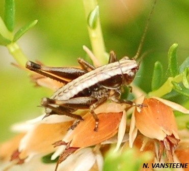 Pholidoptera griseoaptera